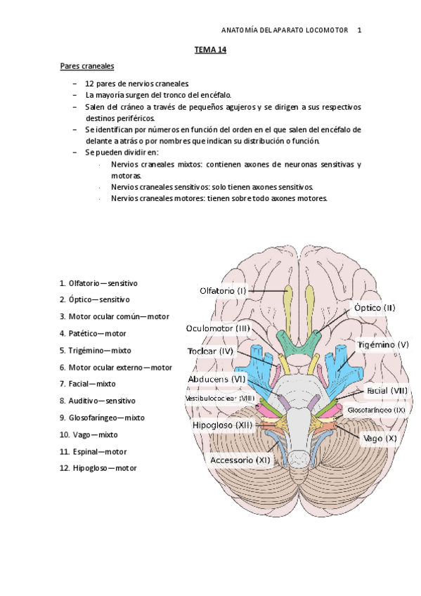 Miniatura del documento TEMA-14.-Musc.-Cabeza-y-pares-craneales.pdf