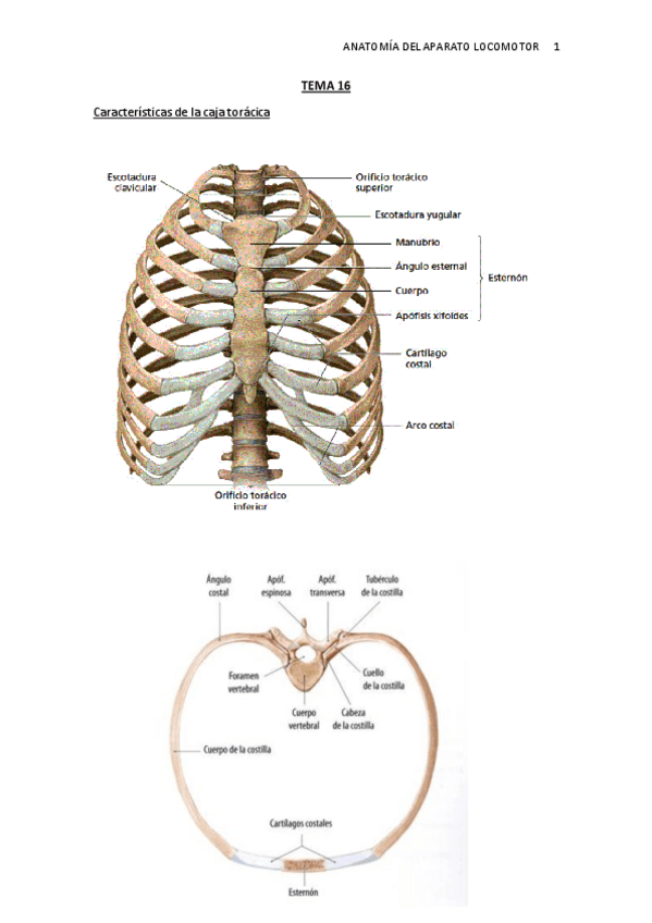 Miniatura del documento TEMA-16.-Caja-toracica.pdf