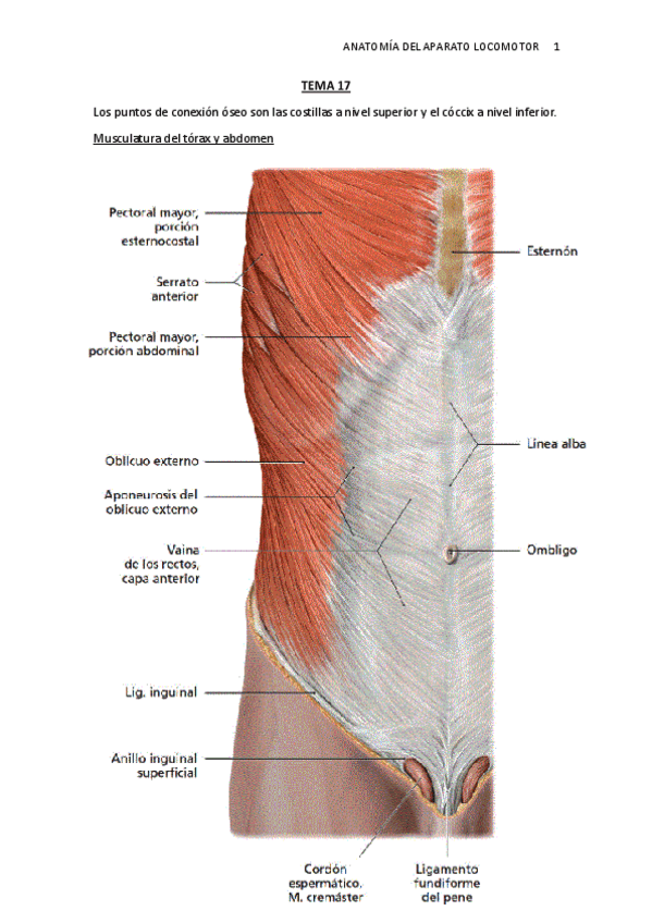 Miniatura del documento TEMA-17.-Musc.-torax.pdf