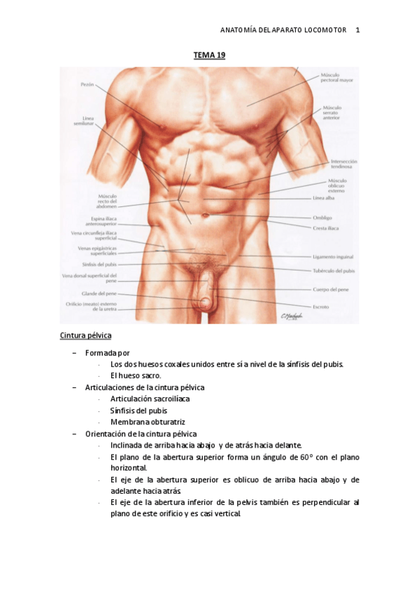 Miniatura del documento TEMA-19.-Hueso-pelvis.pdf