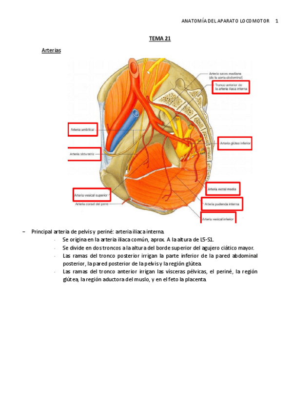 Miniatura del documento TEMA-21.-Irrigacion-pelvis.pdf