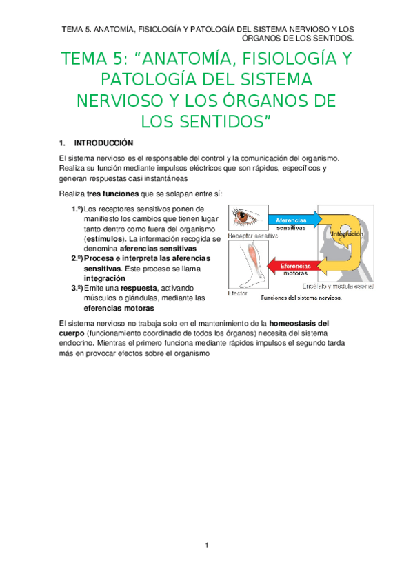 Miniatura del documento TEMA-5.-SISTEMA-NERVIOSO-Y-LOS-ORGANOS-DE-LOS-SENTIDOS.docx