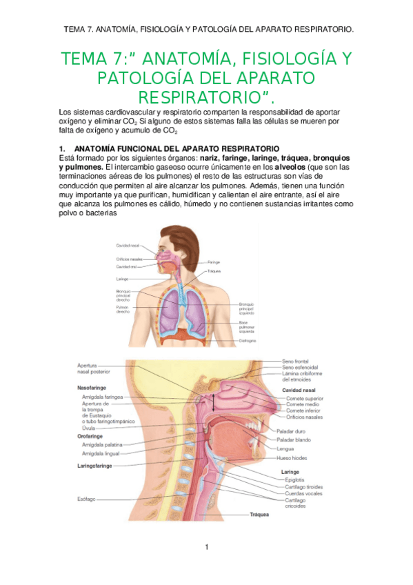 Miniatura del documento TEMA-7.-APARATO-RESPIRATORIO.docx
