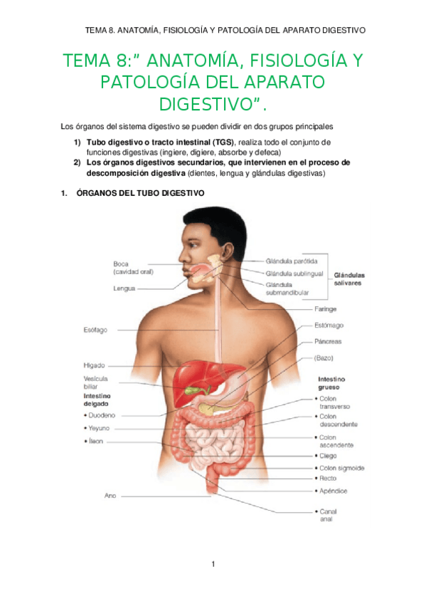 Miniatura del documento TEMA-8.-APARATO-DIGESTIVO.docx
