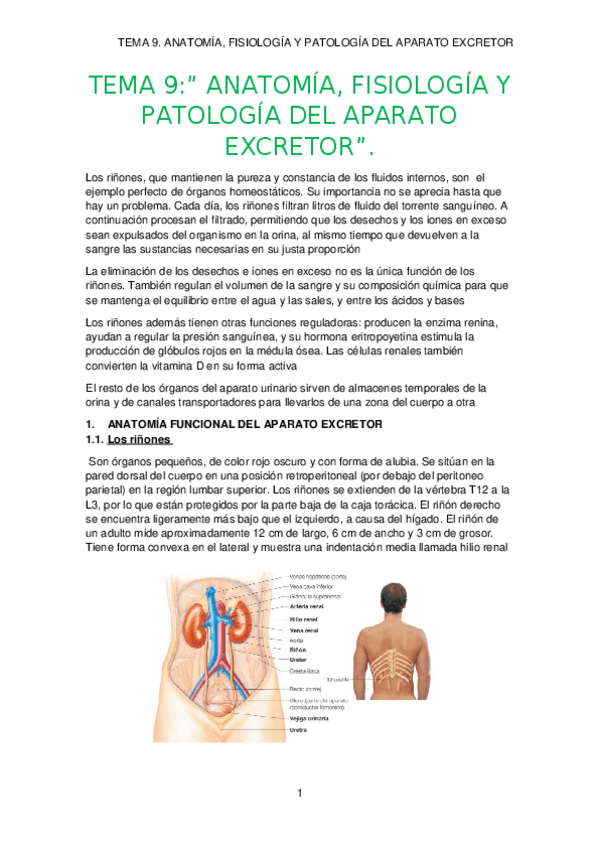 Miniatura del documento TEMA-9.-APARATO-EXCRETOR.docx