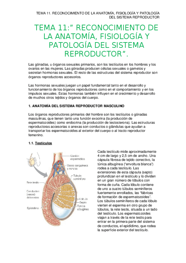 Miniatura del documento TEMA-11.-SISTEMA-REPRODUCTOR.docx