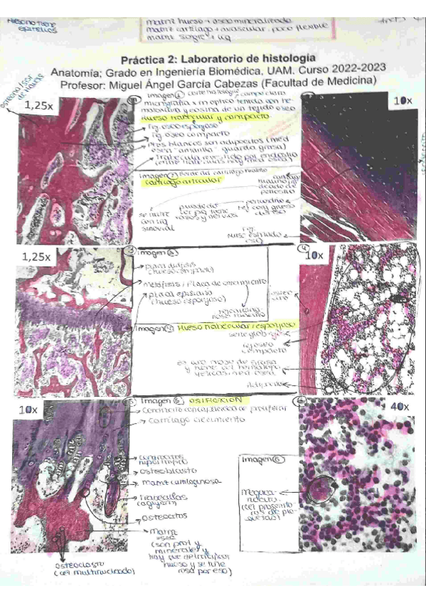 Miniatura del documento practica-2-histologia.pdf