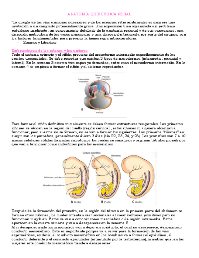 Miniatura del documento ANATOMIA-QUIRURGICA-RENAL.pdf