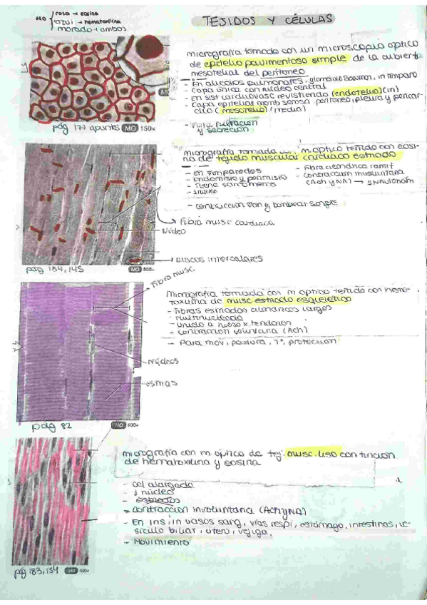 Miniatura del documento histologia-fotos-tejidos-celulas-embriologia.pdf