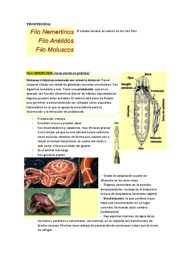 Miniatura del documento TEMA-4-TROCHOZOA.pdf
