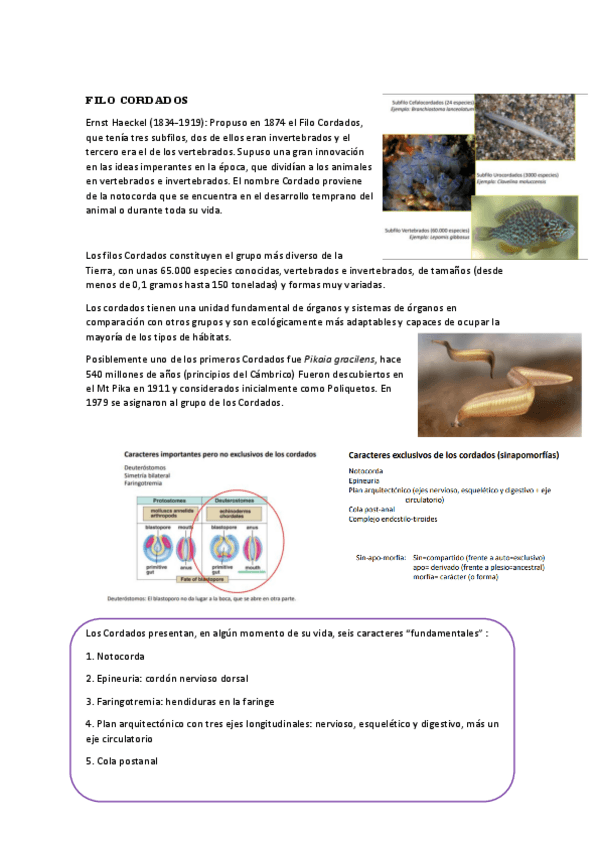 Miniatura del documento TEMA-7-FILO-CORDADOS.pdf