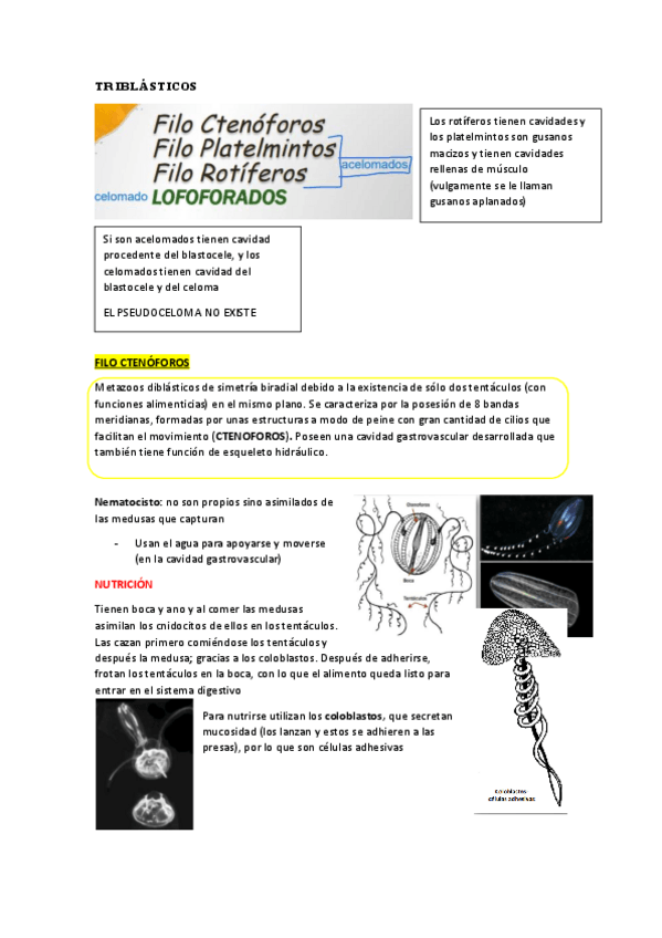 Miniatura del documento TEMA-3-TRIBLASTICOS.pdf