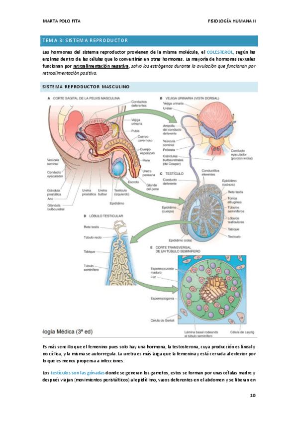Miniatura del documento TEMA-3.-FISIO.pdf