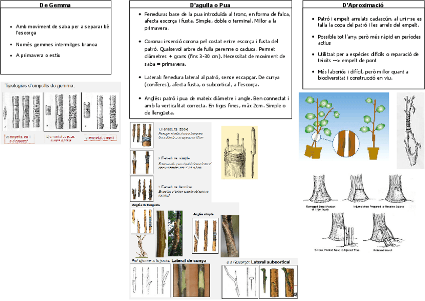 Miniatura del documento Tecniques-empelt.pdf
