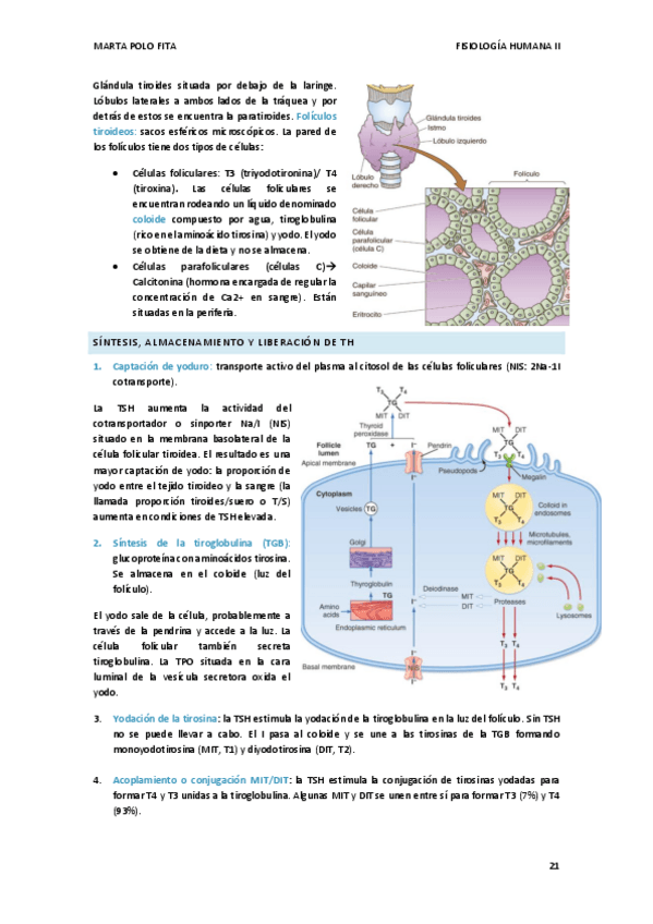 Miniatura del documento TEMA-4.-FISIO.pdf
