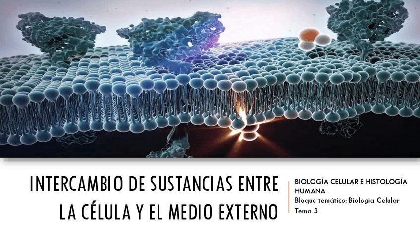 Miniatura del documento Tema-3-Intercambios-de-sustancias-entre-la-cAclula-y-el-medio-externo.pdf