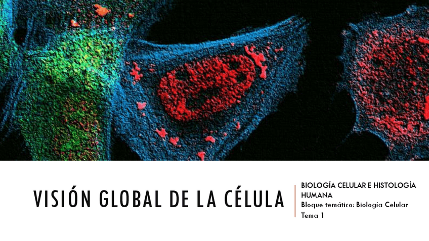 Miniatura del documento Tema-1-VisiAn-global-de-la-cAclula.pdf
