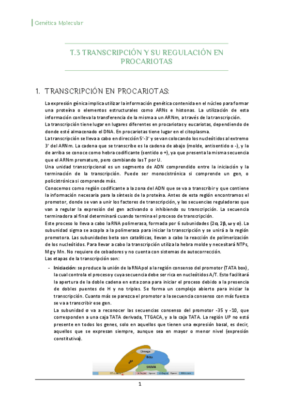 Miniatura del documento T3-Transcripcion-y-su-Regulacion-en-procariotas.pdf