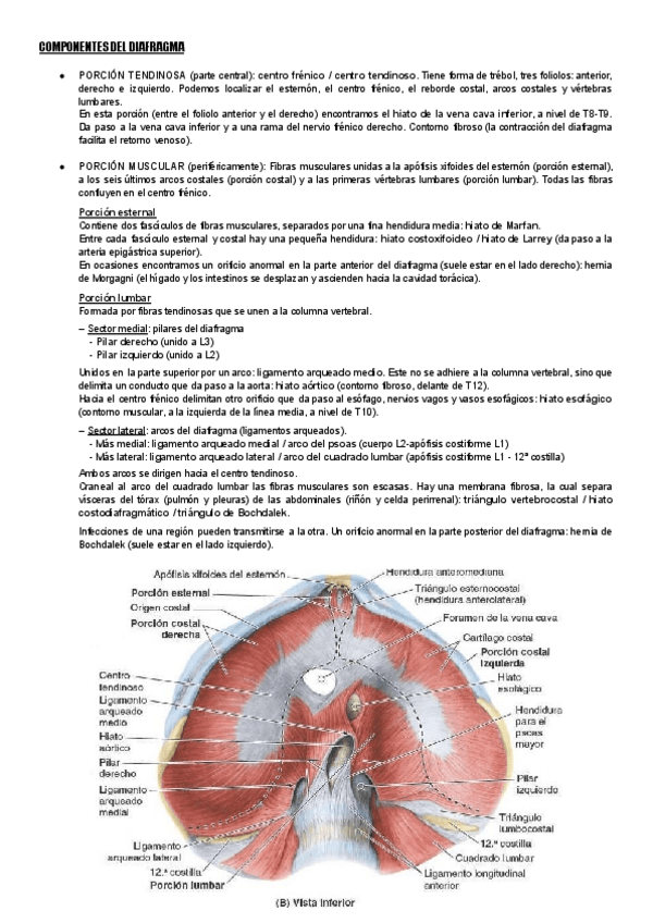 Miniatura del documento Componentes-del-diafragma.pdf