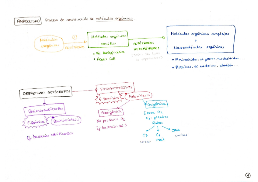 Miniatura del documento Esquemas-Metabolismo-Vegetal.pdf