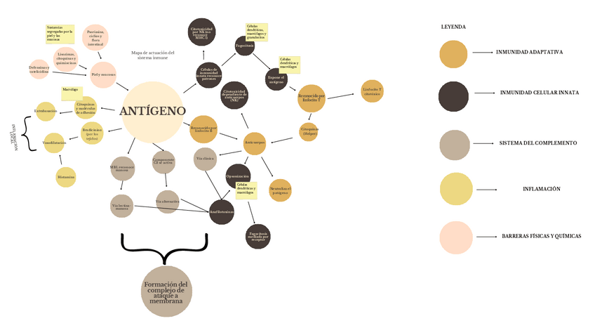 Miniatura del documento Mapa-de-actuacion-del-sist-inmune.pdf