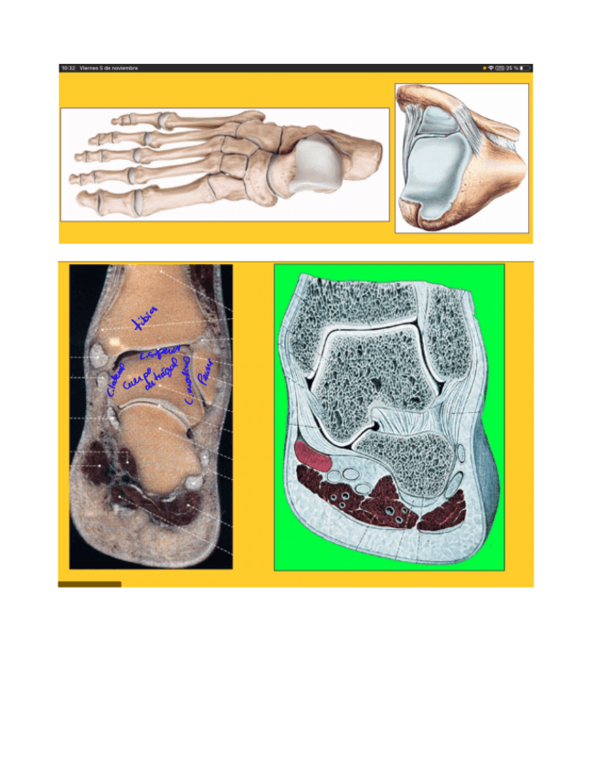 Miniatura del documento Articulaciones-ligamentos-y-musculos-MMII.-Parte-3..pdf