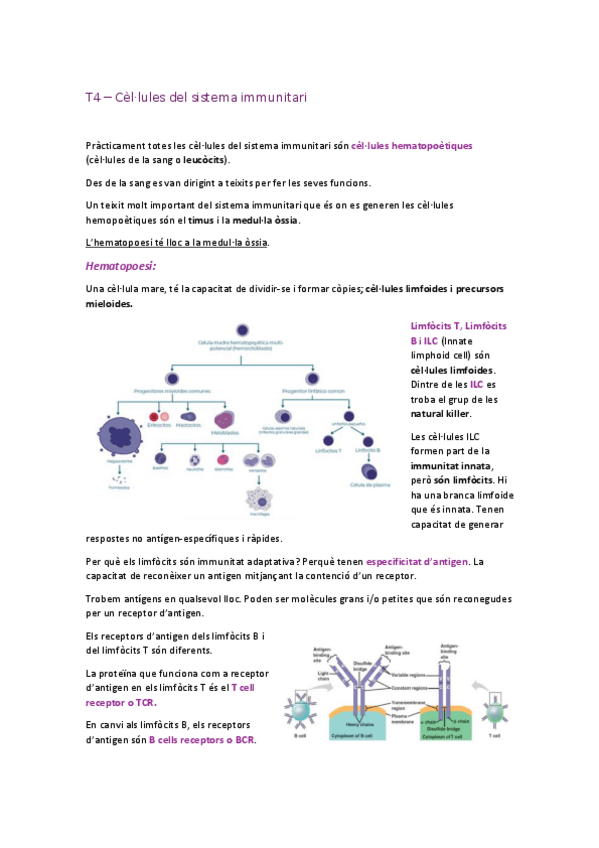 Miniatura del documento T4-Cellules-del-sistema-immune.pdf