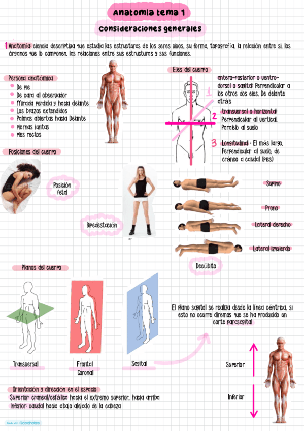 Miniatura del documento Tema-1-anatomia.pdf