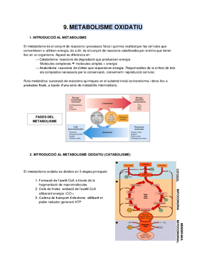 Miniatura del documento Metabolisme.pdf