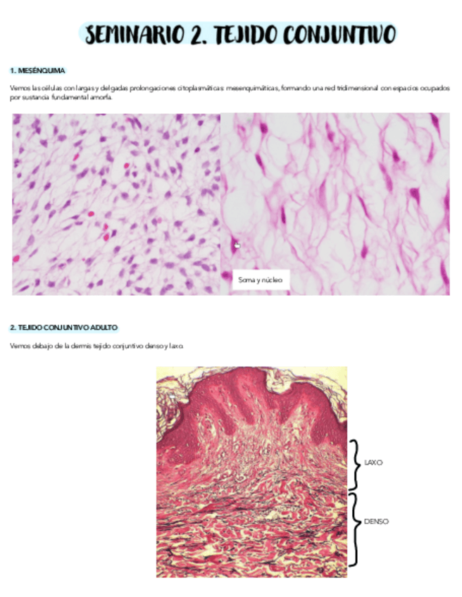 Miniatura del documento SEMINARIO-2-TEJIDO-CONJUNTIVO.pdf