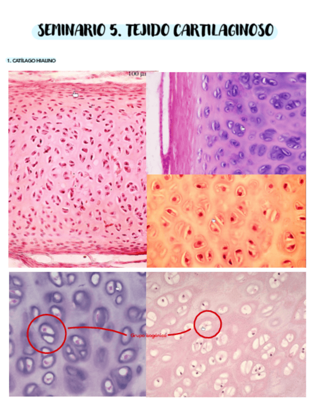 Miniatura del documento SEMINARIO-5.pdf