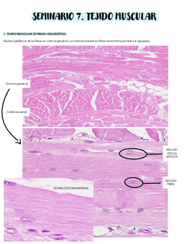 Miniatura del documento SEMINARIO-7.pdf