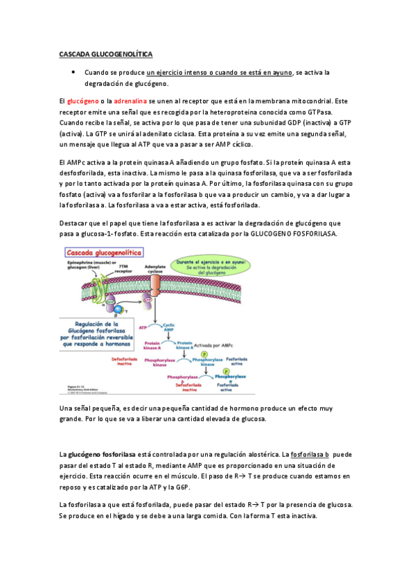 Miniatura del documento SINTESIS Y DEGRADACIÓN DE GLUCÓGENO.pdf