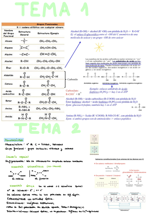 Miniatura del documento T1-y-T2-Glucidos.pdf