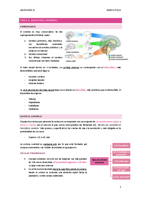 Miniatura del documento TEMA-2.-ANATOMIA-CEREBRAL.pdf