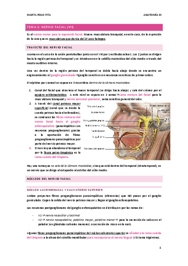 Miniatura del documento TEMA-6.-NERVIO-FACIAL.pdf