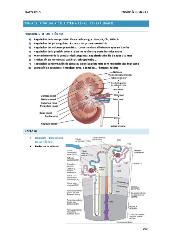 Miniatura del documento TEMA-18.-FISIO-I.pdf