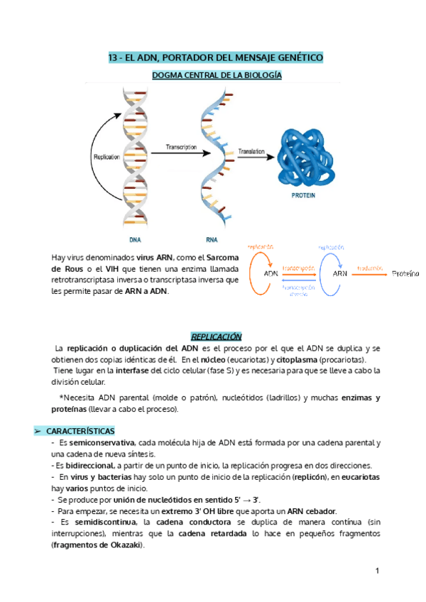 Miniatura del documento EL ADN, PORTADOR DEL MENSAJE GENÉTICO (10 en la EVAU de biología).pdf