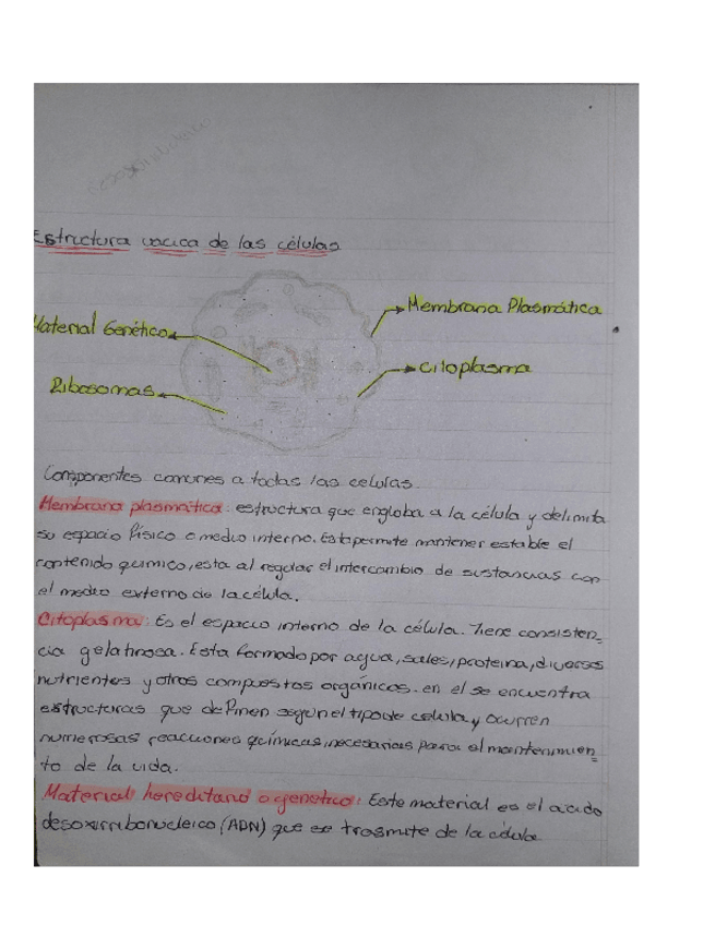 Miniatura del documento estructura-basica-de-las-celulas.docx