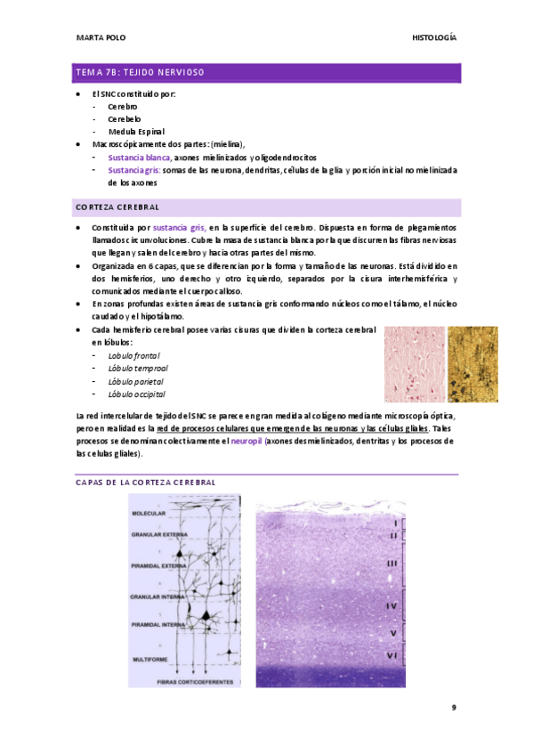 Miniatura del documento HISTOLOGIA-tema-7b.pdf