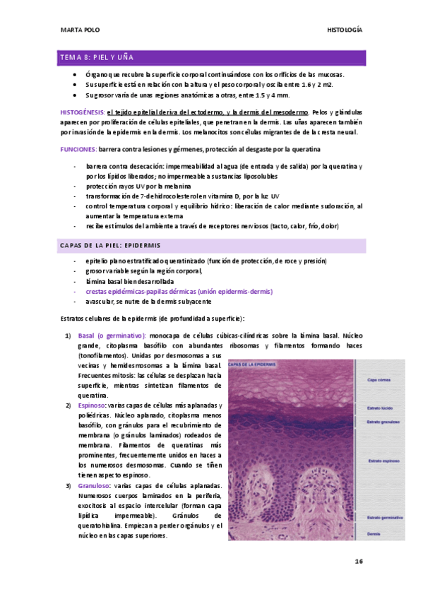Miniatura del documento HISTOLOGIA-tema-8.pdf