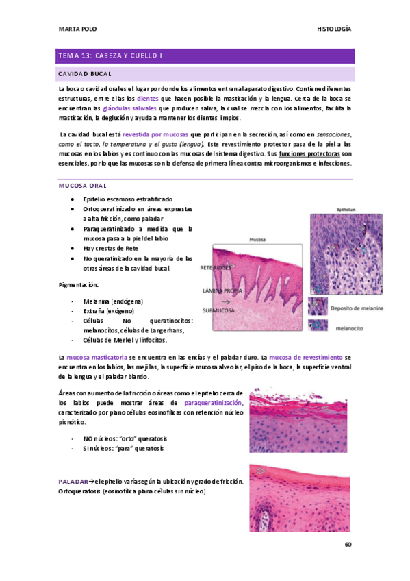 Miniatura del documento HISTOLOGIA-tema-13.pdf