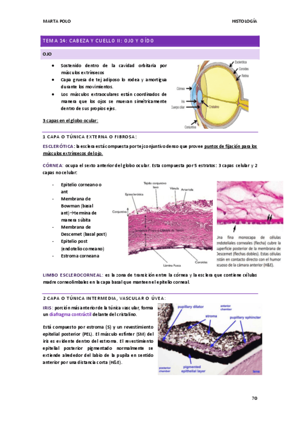 Miniatura del documento HISTOLOGIA-tema-14.pdf