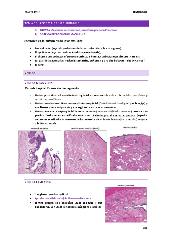 Miniatura del documento HISTOLOGIA-tema-19.pdf