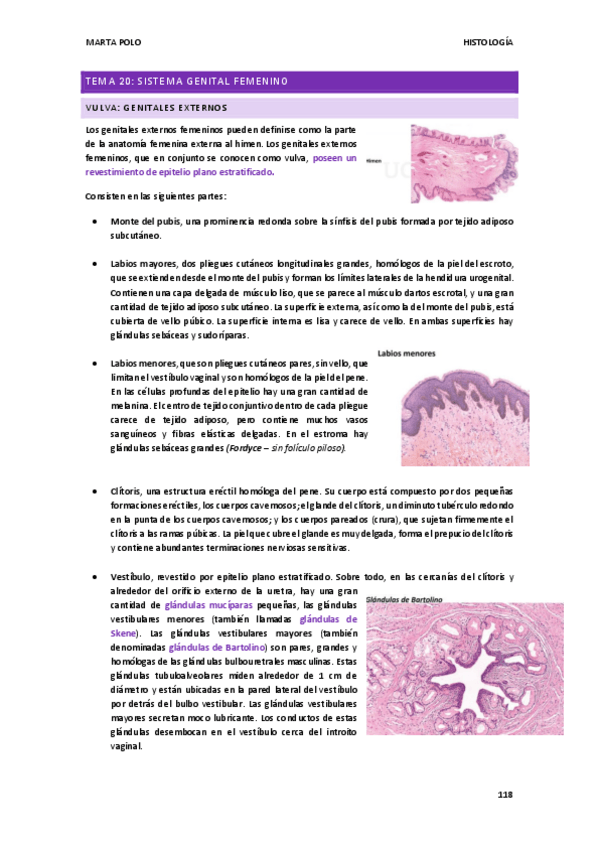 Miniatura del documento HISTOLOGIA-tema-20.pdf