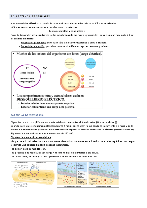 Miniatura del documento 2.1.3-Potenciales-celulares.pdf