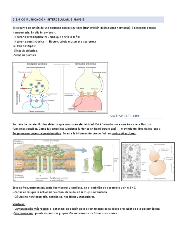 Miniatura del documento 2.1.4-Comunicacion-intercelular.-Sinapsis..pdf