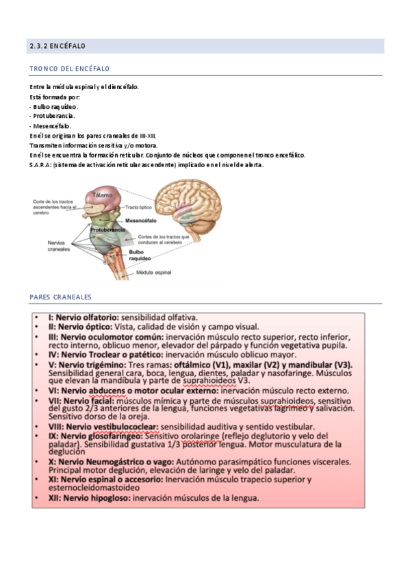 Miniatura del documento 2.3.2-Encefalo.pdf