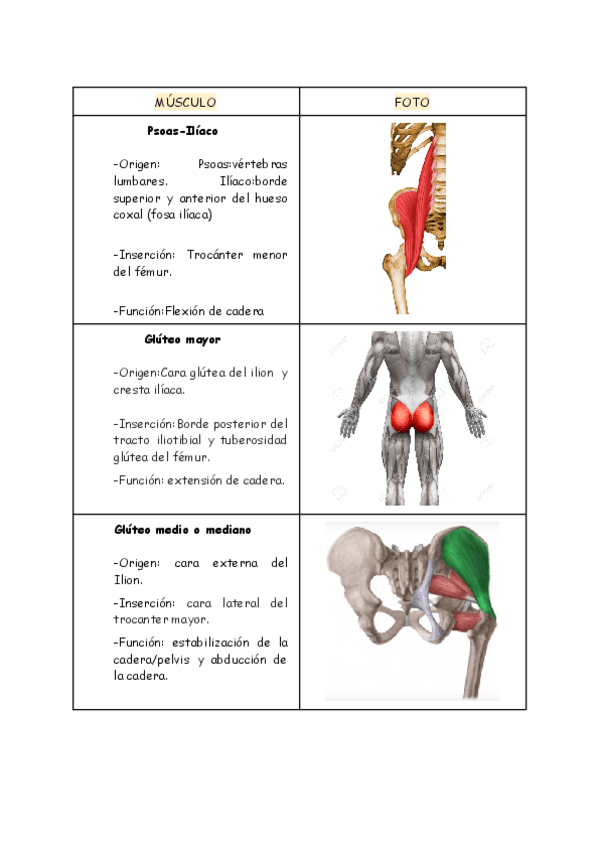 Miniatura del documento MUSCULOS.pdf