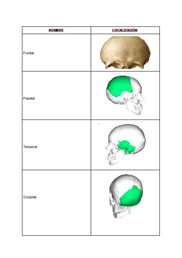 Miniatura del documento HUESOS-DEL-CRANEO-Y-DE-LA-CARA.pdf